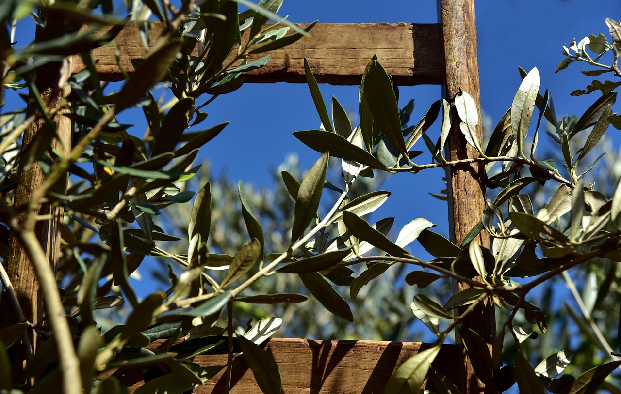 Récolte des olives à la ferme Jinan Saïda